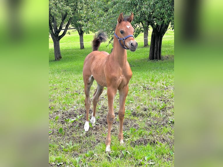 Pur-sang arabe Étalon Poulain (04/2024) 155 cm Bai in Hinterstoder