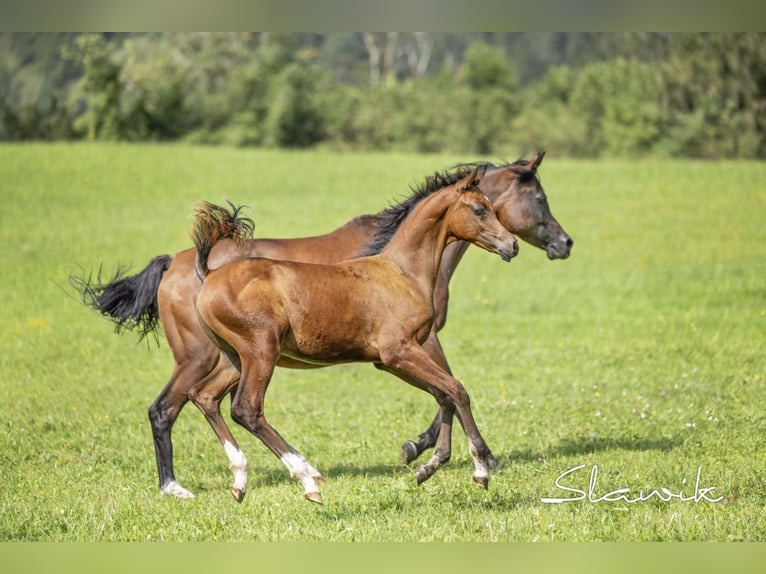 Pur-sang arabe Étalon  155 cm Bai in Hinterstoder