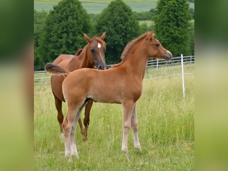 Pur-sang arabe Étalon Poulain (04/2026) 155 cm Bai in Gemünden (Felda)