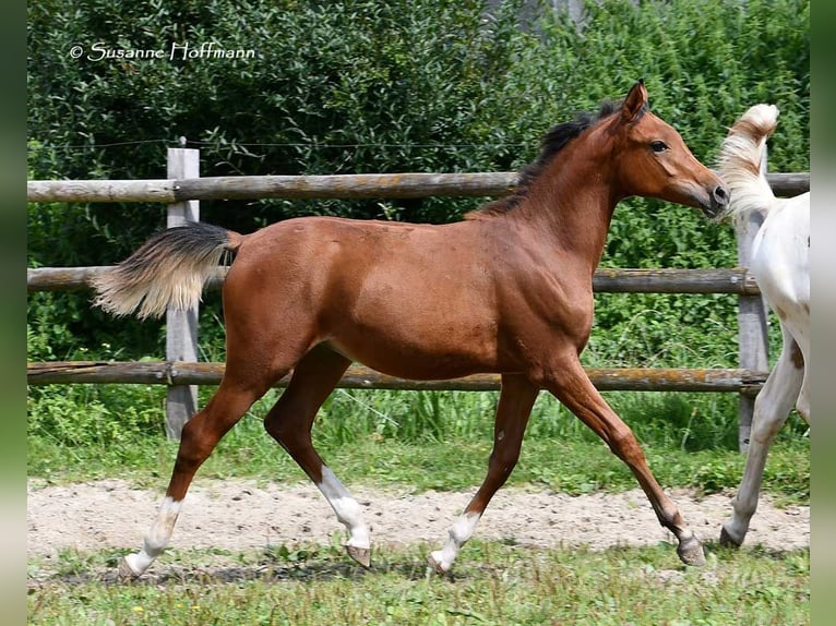 Pur-sang arabe Étalon Poulain (02/2024) 156 cm Bai in Mörsdorf