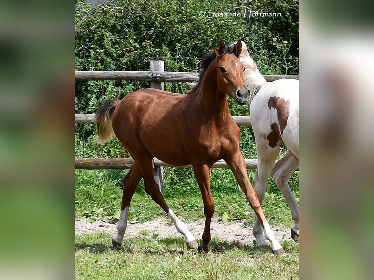 Pur-sang arabe Étalon Poulain (02/2024) 156 cm Bai in Mörsdorf