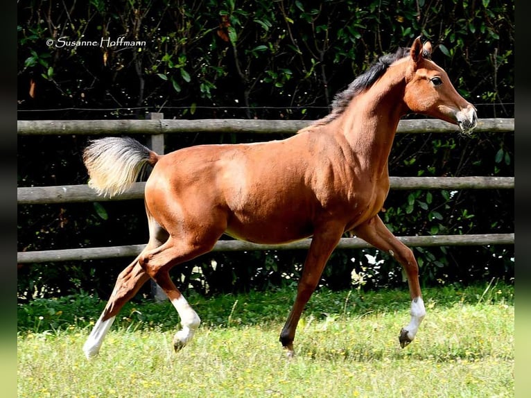 Pur-sang arabe Étalon Poulain (02/2024) 156 cm Bai in Mörsdorf