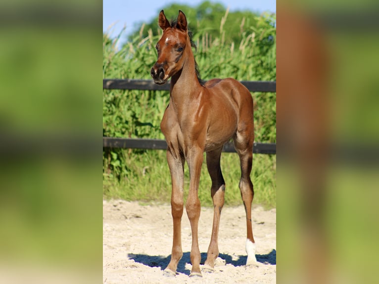 Pur-sang arabe Étalon Poulain (05/2024) 156 cm Bai in Wangerland