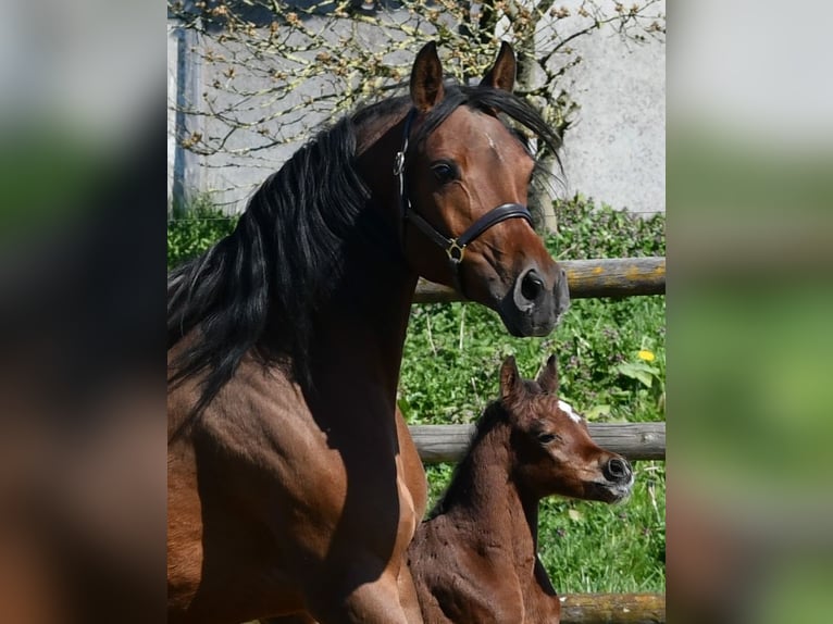 Pur-sang arabe Étalon Poulain (03/2026) 156 cm Bai in Mörsdorf