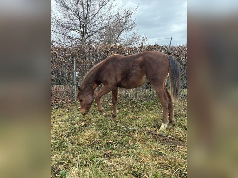 Pur-sang arabe Étalon Poulain (02/2025) 158 cm Bai in Leibertingen