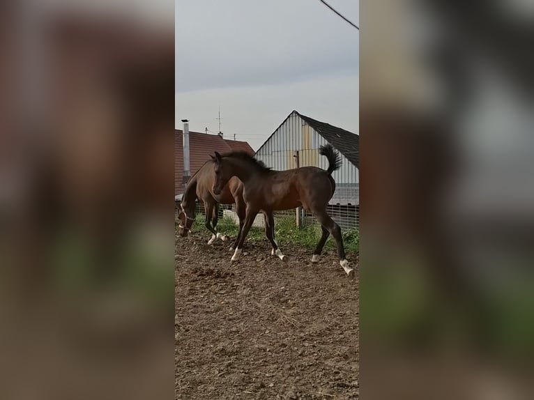 Pur-sang arabe Étalon Poulain (05/2024) 158 cm Bai in Ustersbach