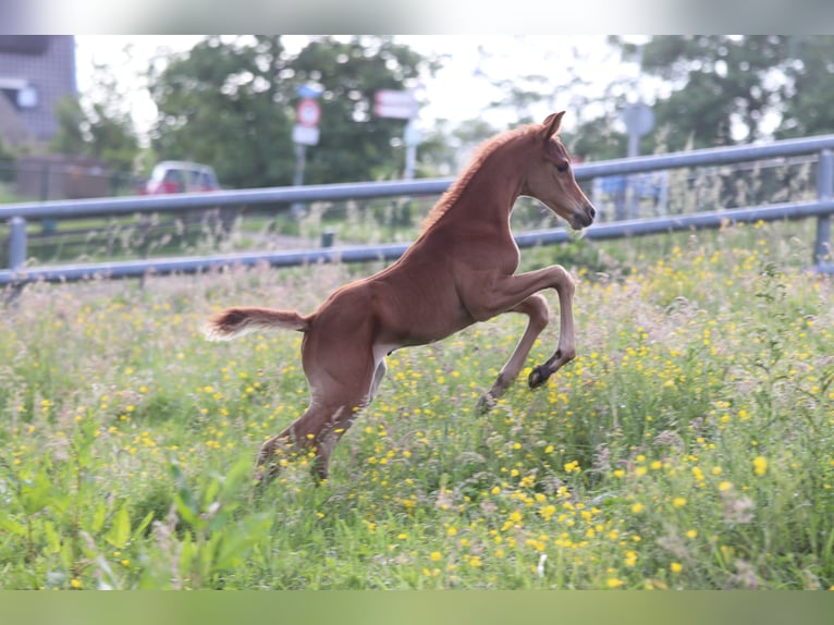 Pur-sang arabe Étalon Poulain (02/2024) 159 cm Alezan in Nieuwkoop