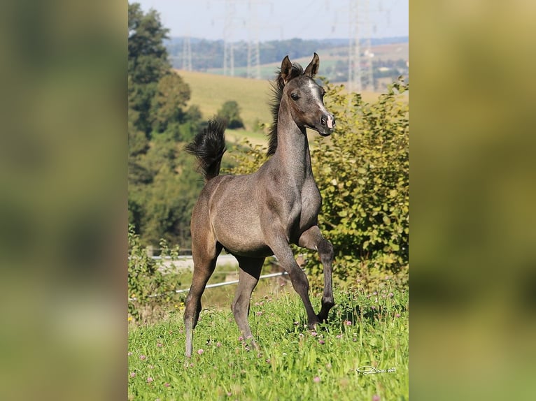 Pur-sang arabe Étalon Poulain (05/2025) Gris in Wallsee