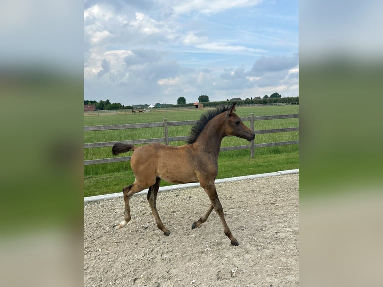 Pur-sang arabe Étalon Poulain (04/2025) Peut devenir gris in Herk-De-Stad