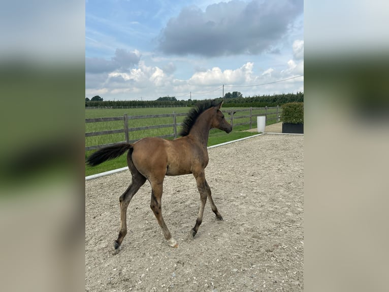 Pur-sang arabe Étalon Poulain (04/2025) Peut devenir gris in Herk-De-Stad