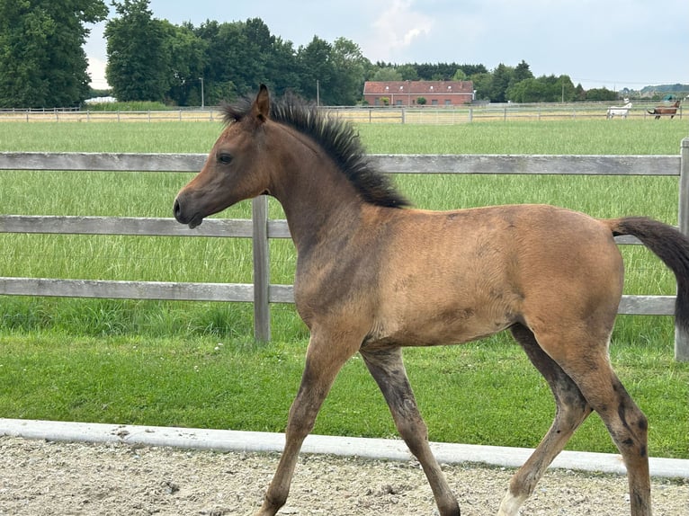 Pur-sang arabe Étalon Poulain (04/2025) Peut devenir gris in Herk-De-Stad