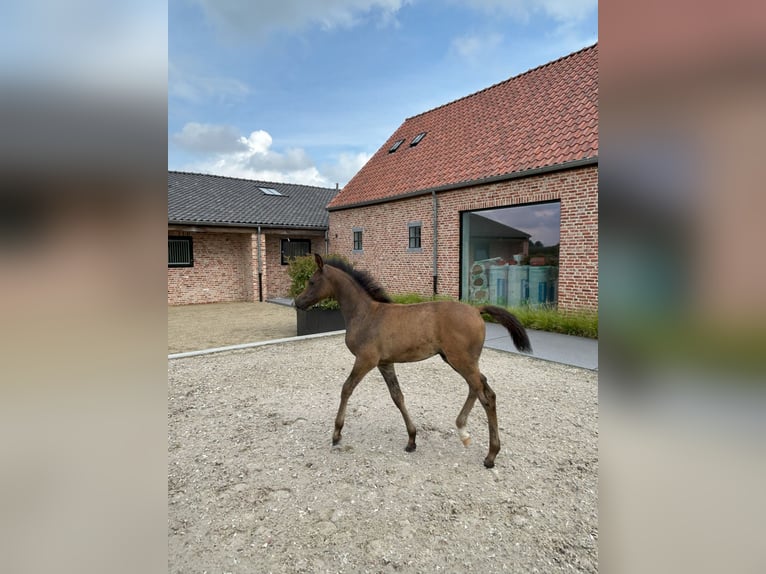 Pur-sang arabe Étalon Poulain (04/2025) Peut devenir gris in Herk-De-Stad