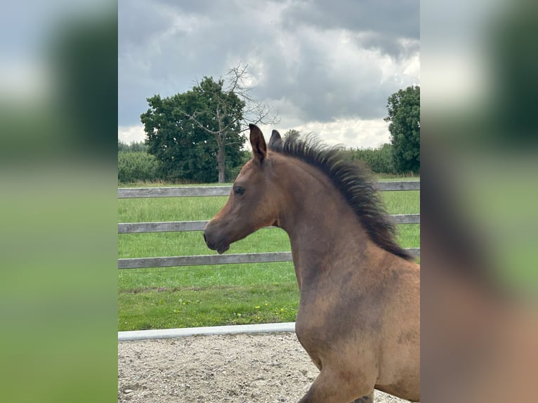 Pur-sang arabe Étalon Poulain (04/2025) Peut devenir gris in Herk-De-Stad