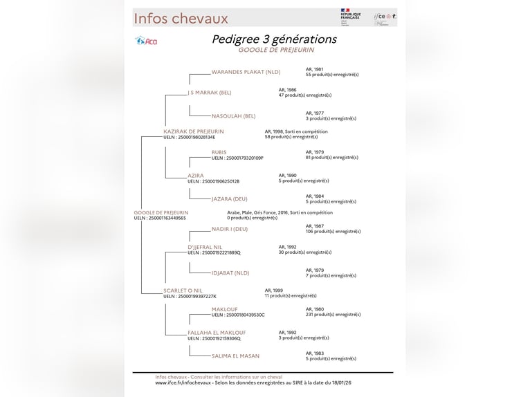 Pur-sang arabe Hongre 10 Ans 152 cm Gris moucheté in chanos curson