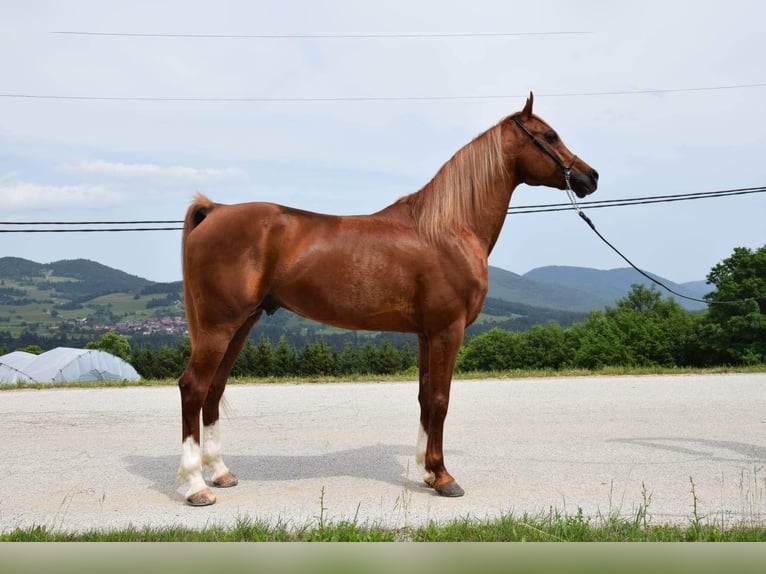 Pur-sang arabe Hongre 10 Ans 154 cm Alezan brûlé in Grgar