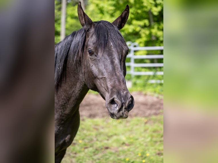 Pur-sang arabe Hongre 10 Ans 155 cm Noir in Corcelles BE