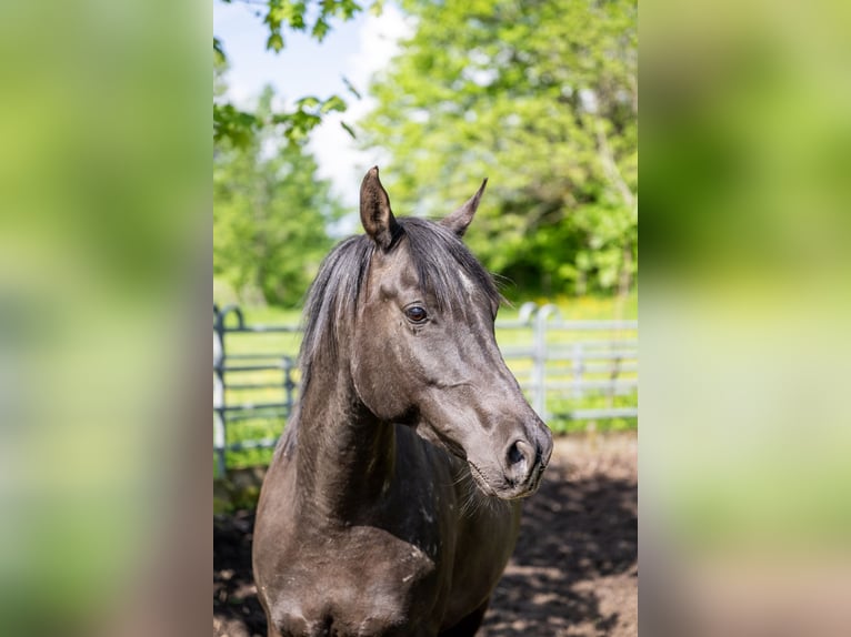 Pur-sang arabe Hongre 10 Ans 155 cm Noir in Corcelles BE