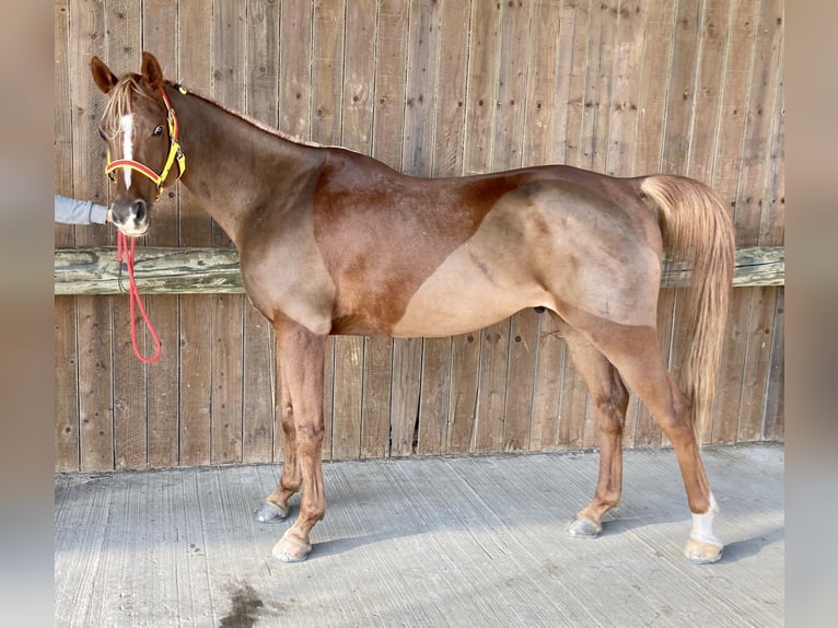 Pur-sang arabe Hongre 10 Ans 156 cm Alezan in Lörrach