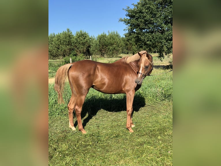 Pur-sang arabe Hongre 10 Ans 156 cm Alezan in Lörrach