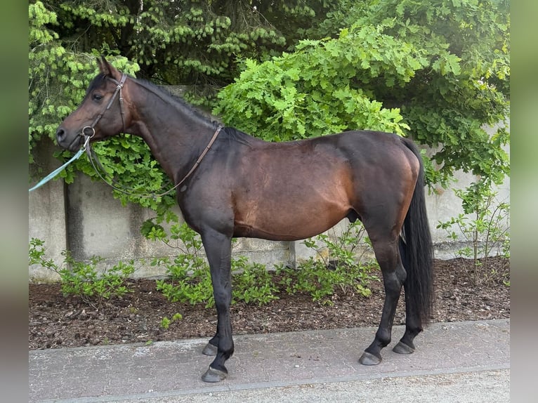 Pur-sang arabe Hongre 10 Ans 159 cm Bai in Wawrów