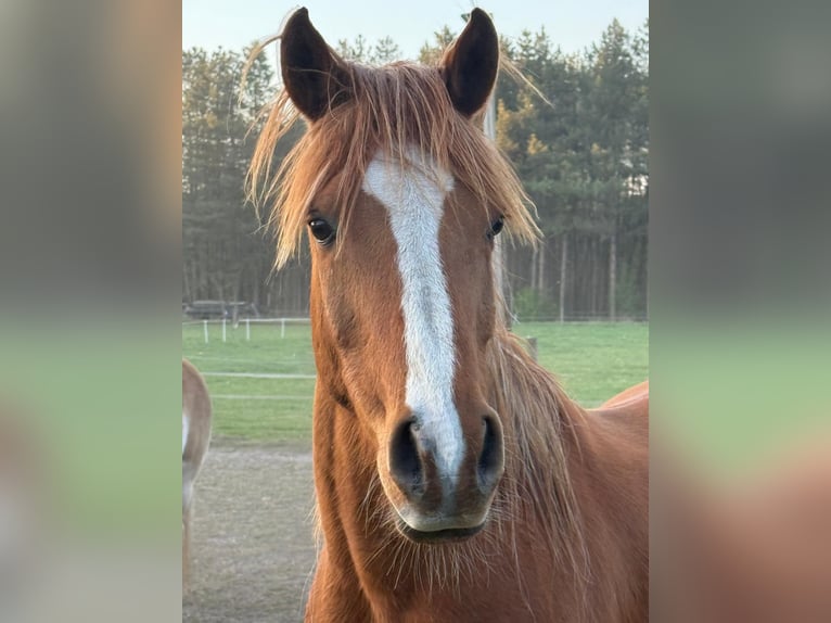 Pur-sang arabe Hongre 10 Ans 162 cm Alezan in Essen