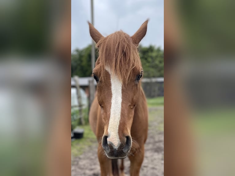 Pur-sang arabe Hongre 10 Ans 162 cm Alezan in Essen