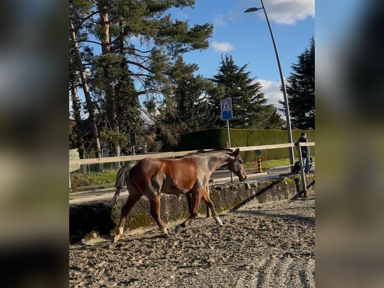 Pur-sang arabe Hongre 10 Ans 163 cm Bai cerise in Penthaz