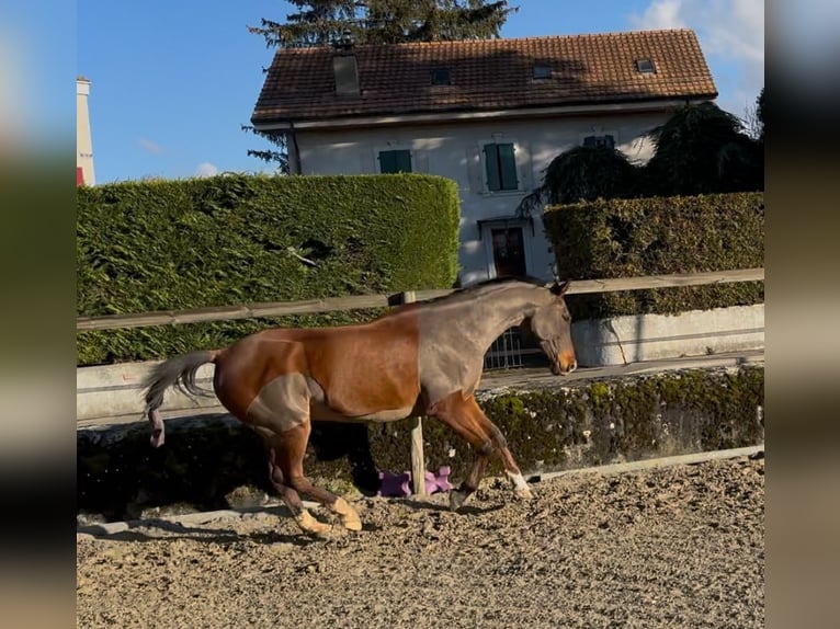 Pur-sang arabe Hongre 10 Ans 163 cm Bai cerise in Penthaz