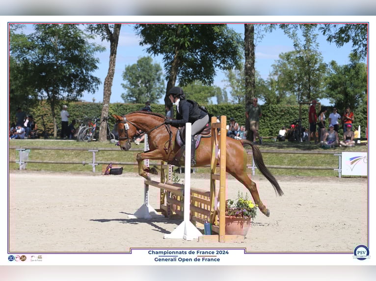 Pur-sang arabe Hongre 11 Ans 149 cm Alezan brûlé in COUTANCES