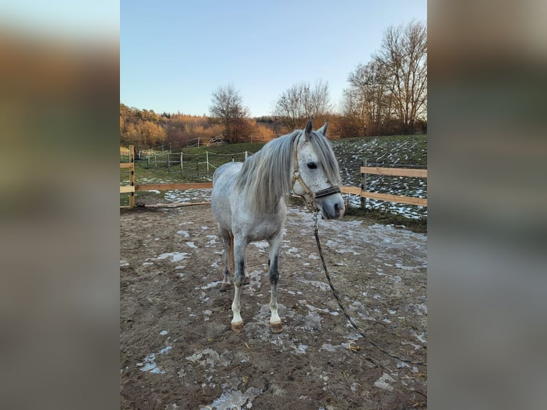 Pur-sang arabe Hongre 11 Ans 150 cm Gris in Sugenheim
