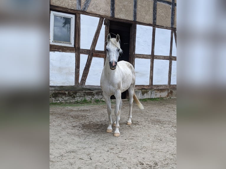 Pur-sang arabe Hongre 11 Ans 151 cm Gris moucheté in Bovenden