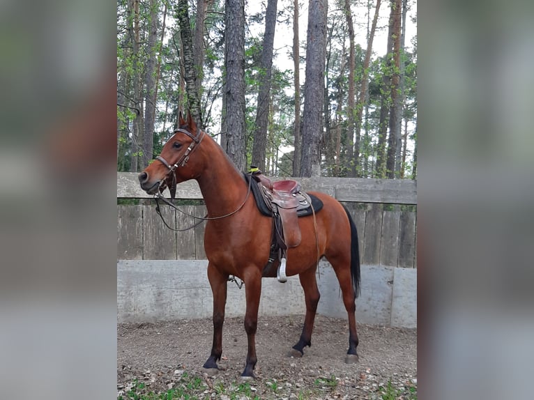 Pur-sang arabe Hongre 11 Ans 155 cm Bai in Völs am Schlern