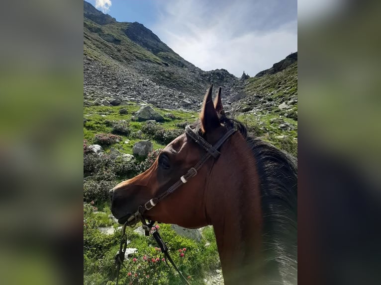 Pur-sang arabe Hongre 11 Ans 155 cm Bai in Völs am Schlern