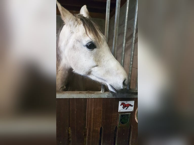 Pur-sang arabe Hongre 11 Ans 155 cm Gris in Freiburg im Breisgau