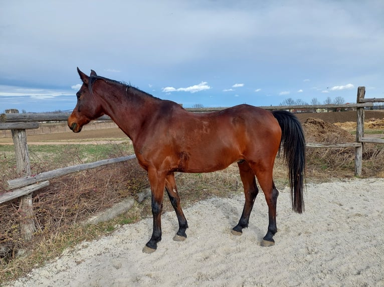 Pur-sang arabe Hongre 11 Ans 160 cm Bai in Wiener Neustadt