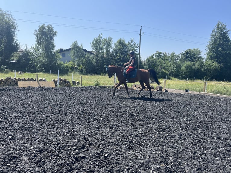 Pur-sang arabe Hongre 11 Ans 165 cm Bai in Antiesen