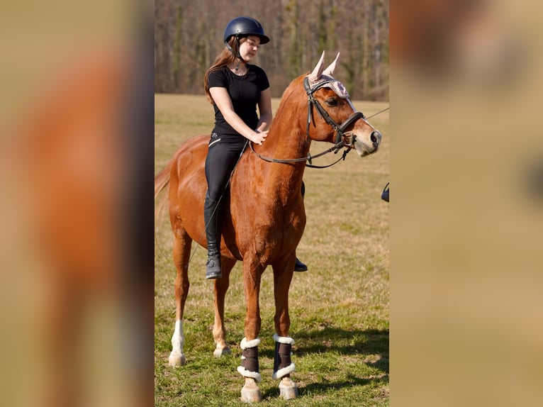 Pur-sang arabe Hongre 12 Ans 153 cm Alezan in Biederthal
