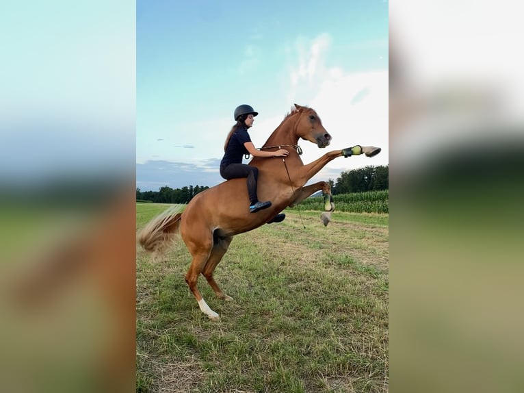 Pur-sang arabe Hongre 12 Ans 153 cm Alezan in Biederthal
