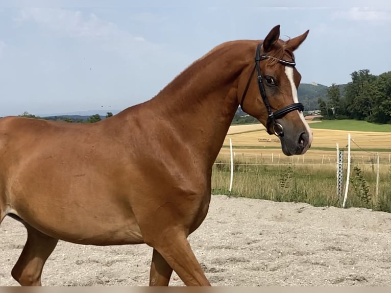 Pur-sang arabe Hongre 12 Ans 153 cm Alezan in Biederthal