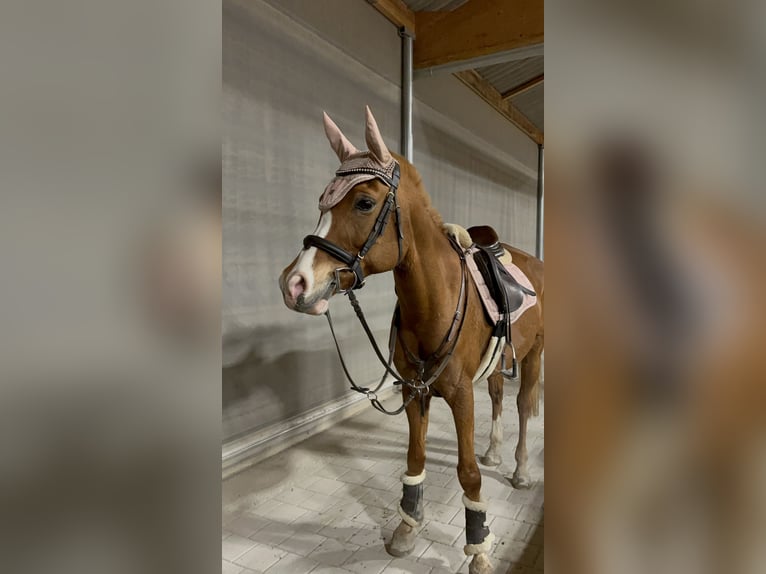 Pur-sang arabe Hongre 12 Ans 153 cm Alezan in Biederthal