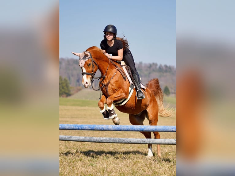 Pur-sang arabe Hongre 12 Ans 153 cm Alezan in Biederthal