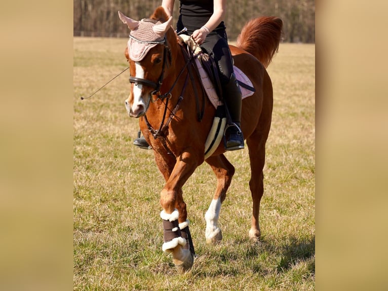 Pur-sang arabe Hongre 12 Ans 153 cm Alezan in Biederthal