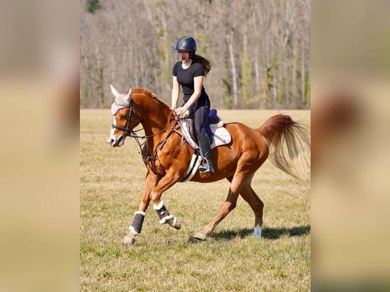 Pur-sang arabe Hongre 12 Ans 153 cm Alezan in Biederthal