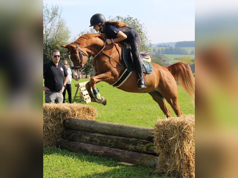 Pur-sang arabe Hongre 12 Ans 153 cm Alezan in Biederthal