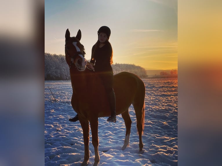 Pur-sang arabe Hongre 12 Ans 153 cm Alezan in Biederthal