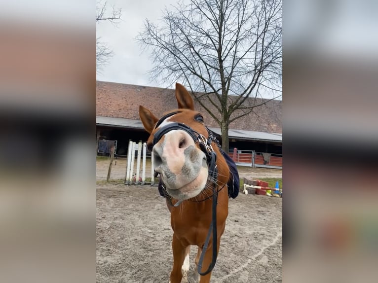 Pur-sang arabe Hongre 12 Ans 153 cm Alezan in Biederthal