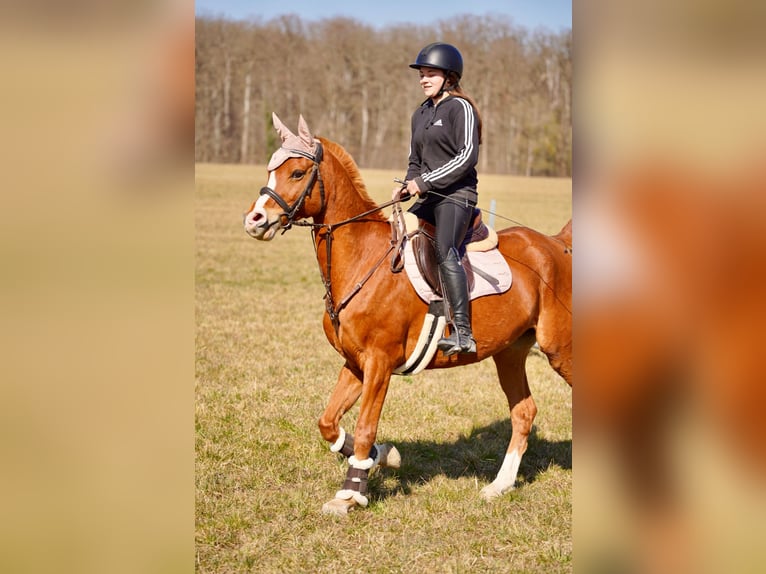 Pur-sang arabe Hongre 12 Ans 153 cm Alezan in Biederthal