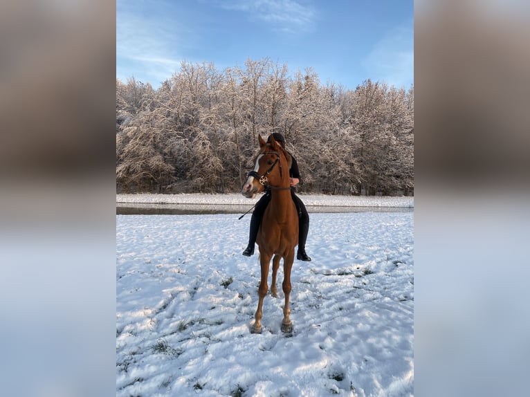 Pur-sang arabe Hongre 12 Ans 153 cm Alezan in Biederthal