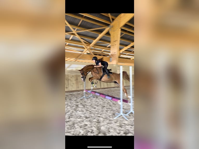 Pur-sang arabe Hongre 12 Ans 153 cm Alezan in Biederthal