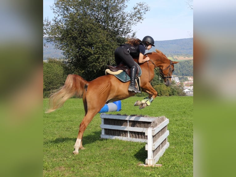 Pur-sang arabe Hongre 12 Ans 153 cm Alezan in Biederthal